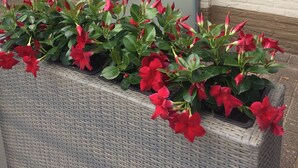 Teras/patio