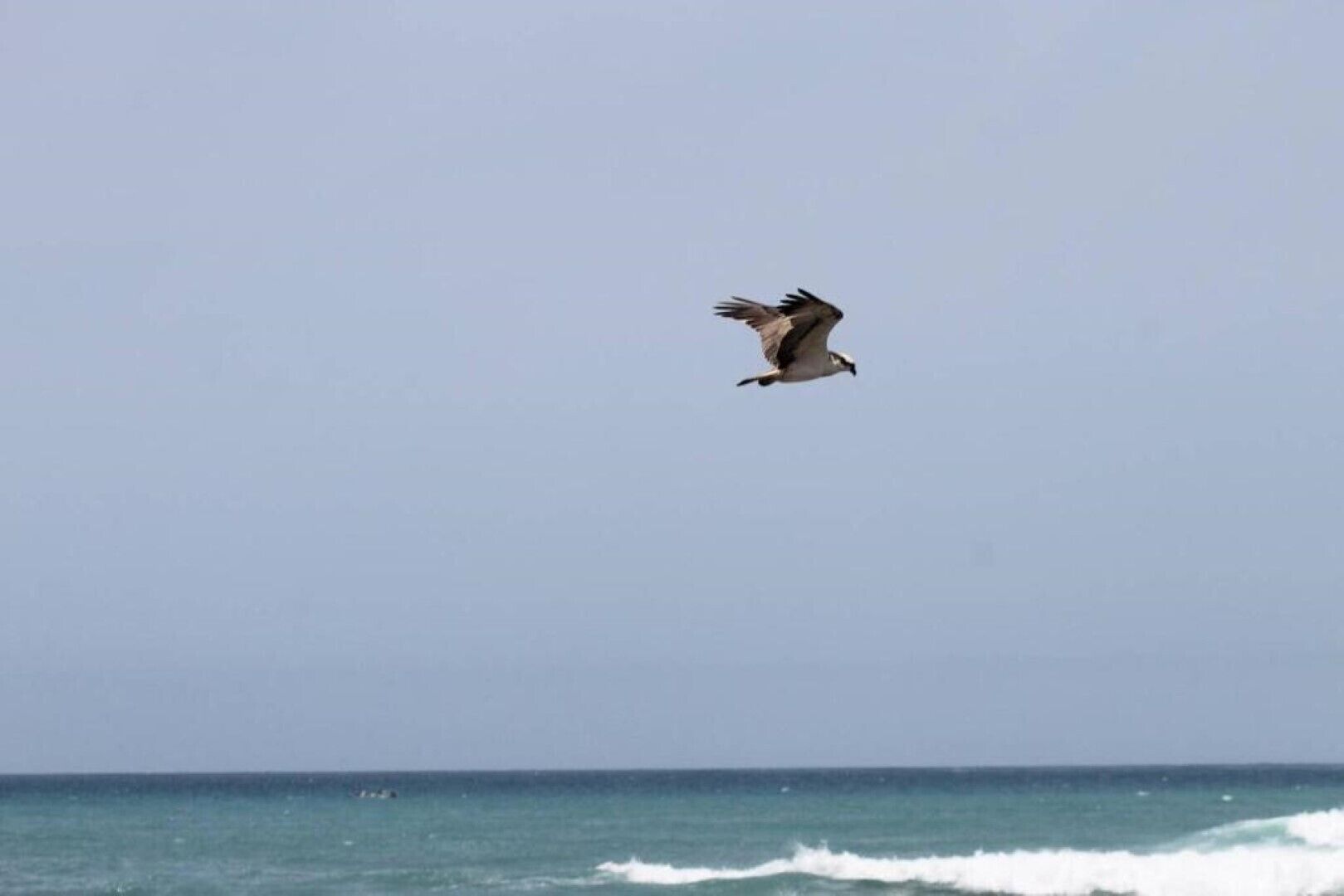 Un ave volando sobre el océano.