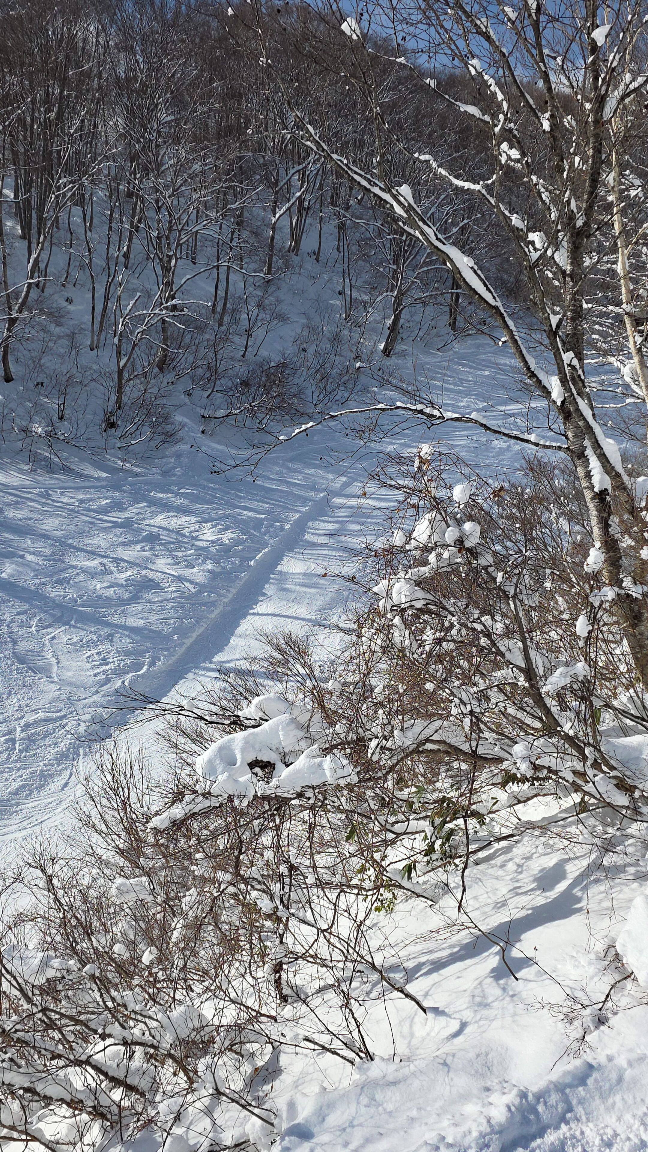 A snowy landscape with bare trees and a clear sky.