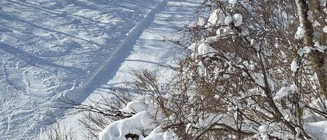 A snowy landscape with bare trees and a clear sky.