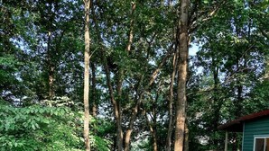 A forested area with a fire pit and Adirondack chairs.
