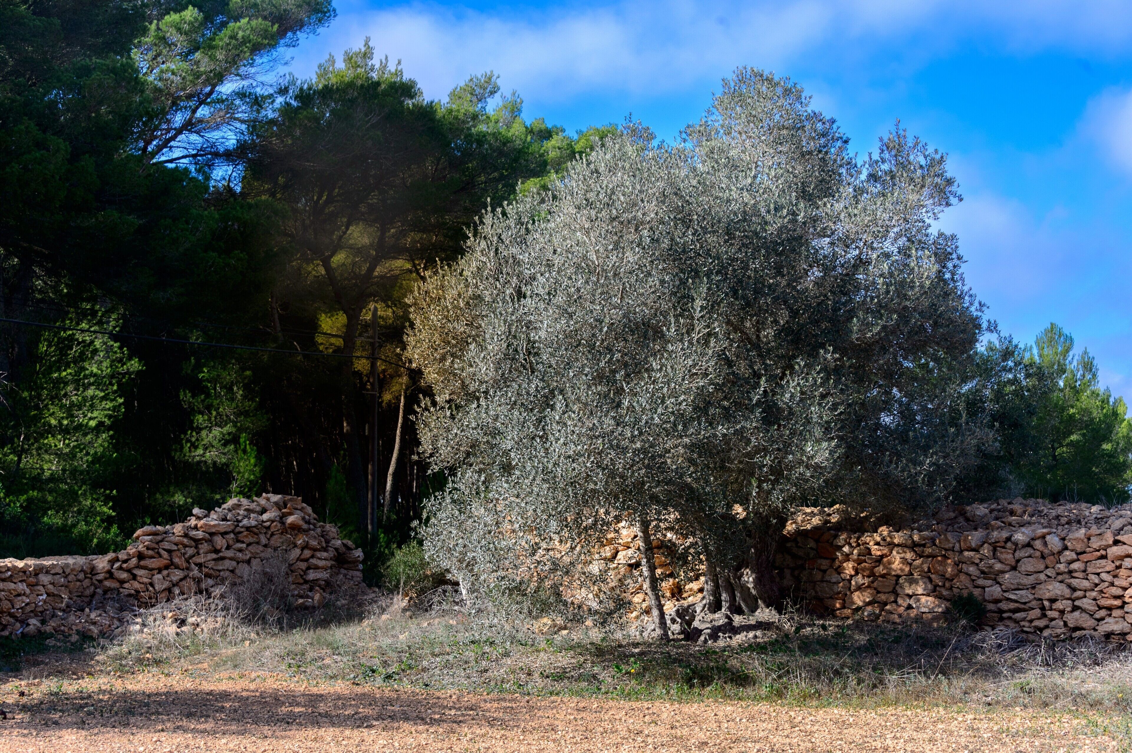 A stone wall, a tree, and dense foliage in a natural setting.