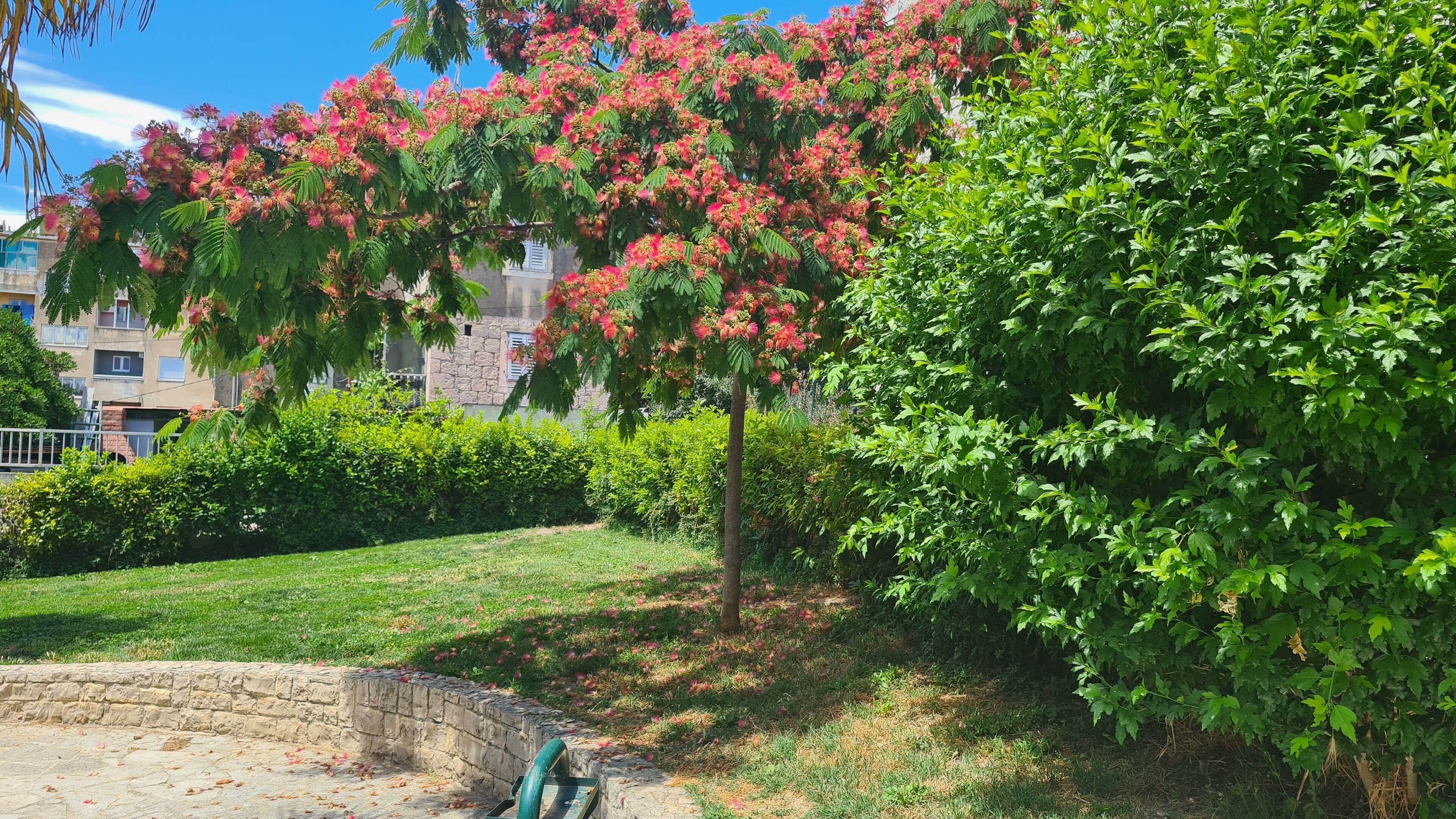 A landscaped garden with a variety of trees and shrubs, a stone wall, and a grassy area.