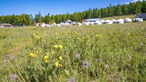 Jurten und traditionelle Häuser in einem grasbewachsen Feld mit einem Wald im Hintergrund.