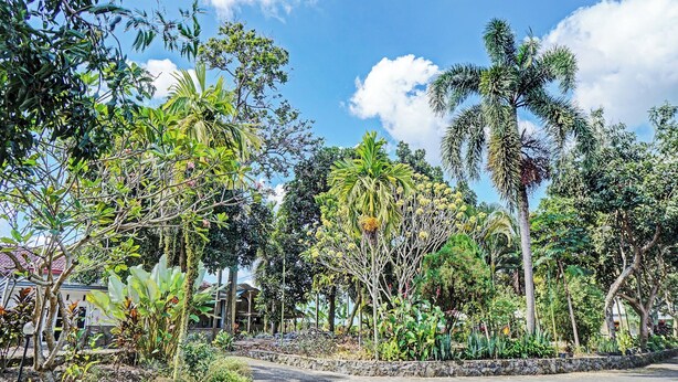 A paved pathway surrounded by diverse tropical vegetation, including palm trees and various shrubs. - Hotel O Nusantara (Banyuwangi)