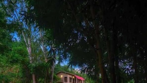 Un sendero que lleva a una casa rodeada de follaje denso.