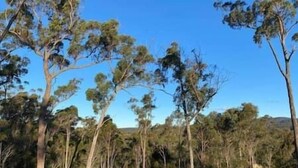 A natural landscape with tall trees and a clear blue sky. - New home Family Retreat near Pambula | 4bd 7guests (Broadwater)