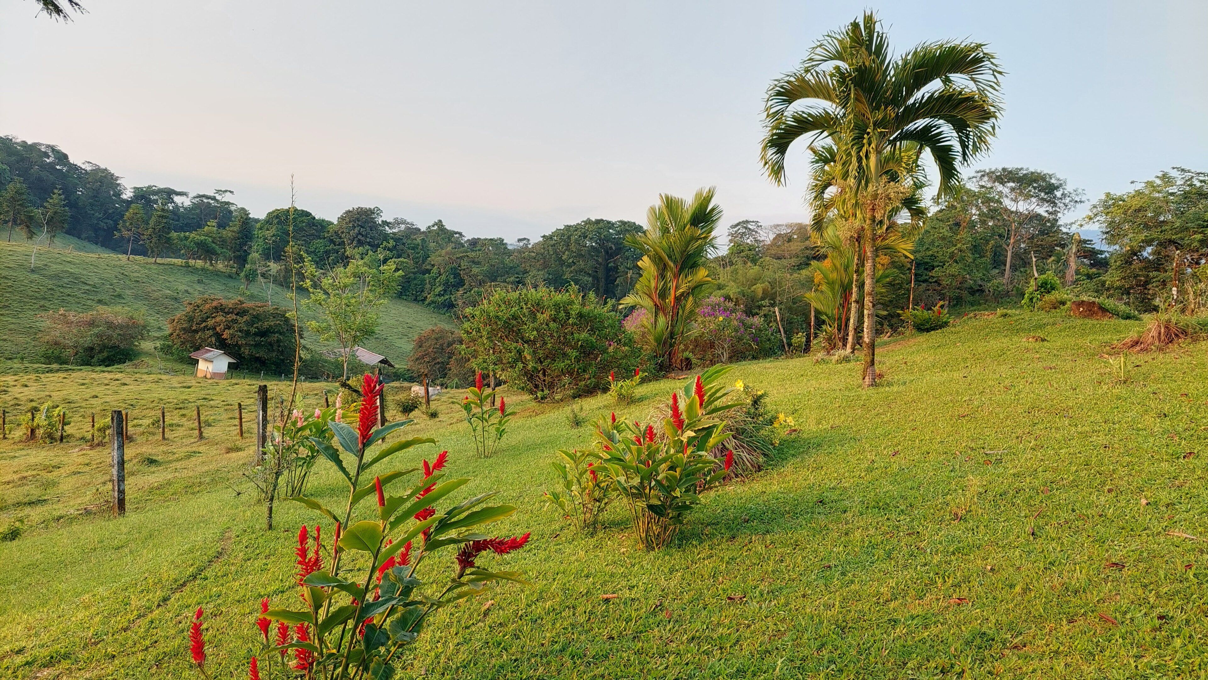 Un paysage verdoyant et luxuriant, parsemé de diverses plantes et arbres, dont un palmier particulièrement imposant.