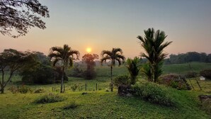 Paisaje rural con palmeras y un campo.
