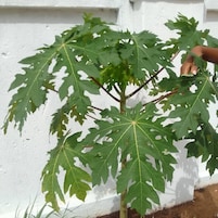Ein Feigenbaum mit großen, gelappten Blättern vor einer weißen Wand.
