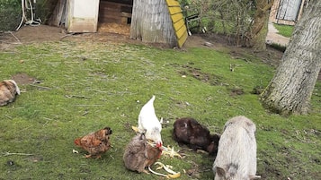 Terrein van de accommodatie