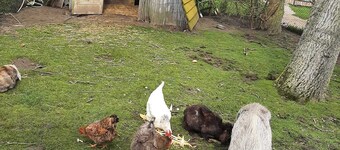 Luxe chalet op minicamping in Waarde met sauna