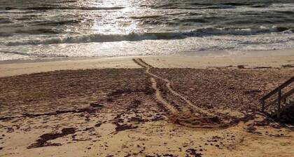 The Driftwood Hideaway - Daytona Beach, FL - Minutes from the Beach & More!!