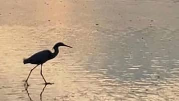 Sun-loungers, beach towels