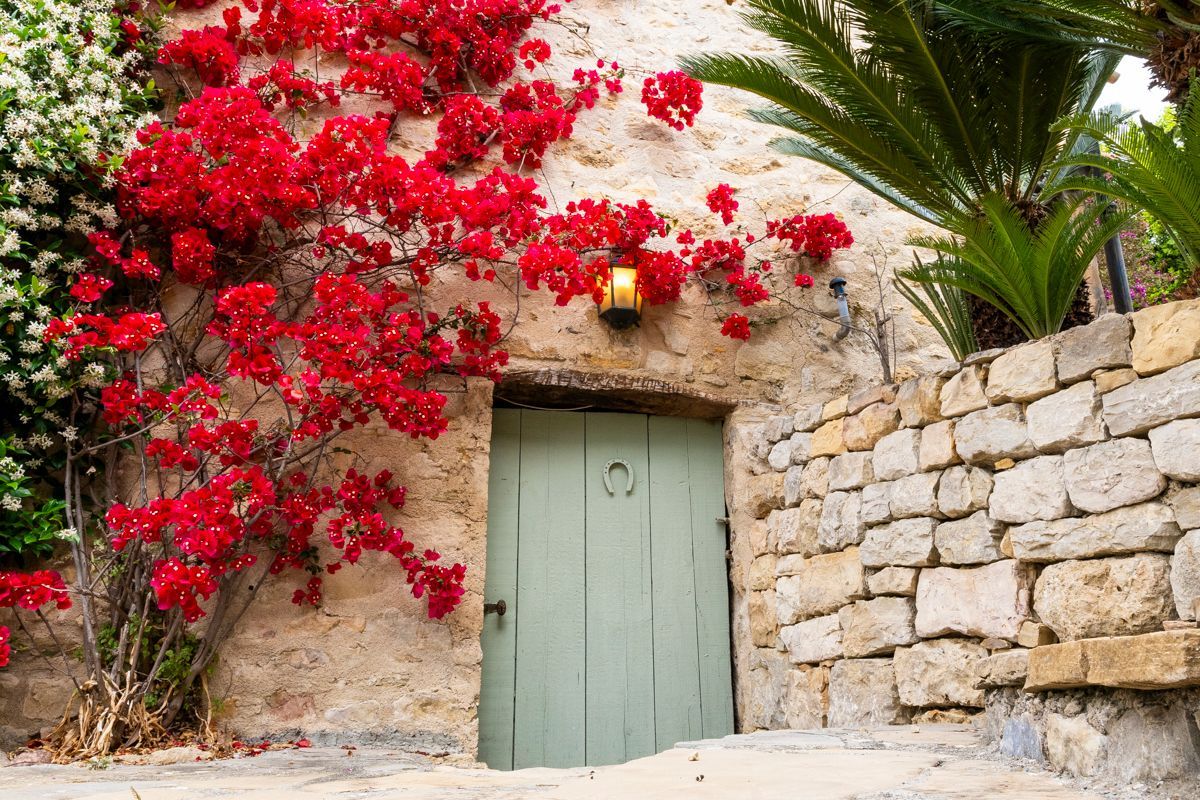 A stone wall with a green door and red bougainvillea flowers.