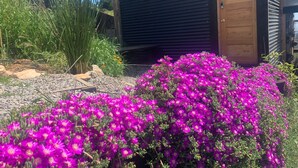 A building with a dark exterior and a wooden door, surrounded by a garden with vibrant purple flowers. - Cabañas La Ola Puertecillo (Navidad)