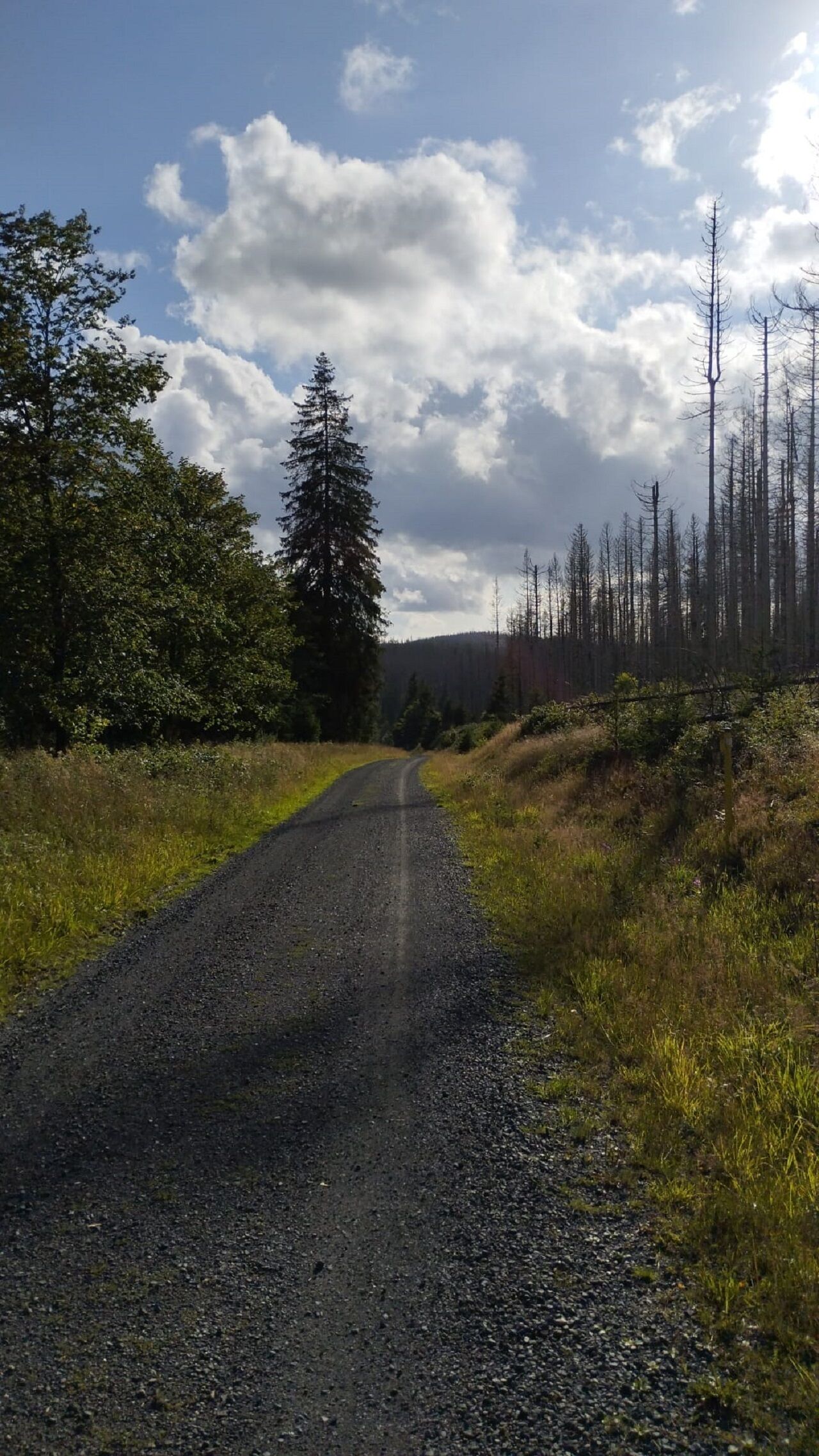 A gravel road flanked by dense trees and a forested hillside.