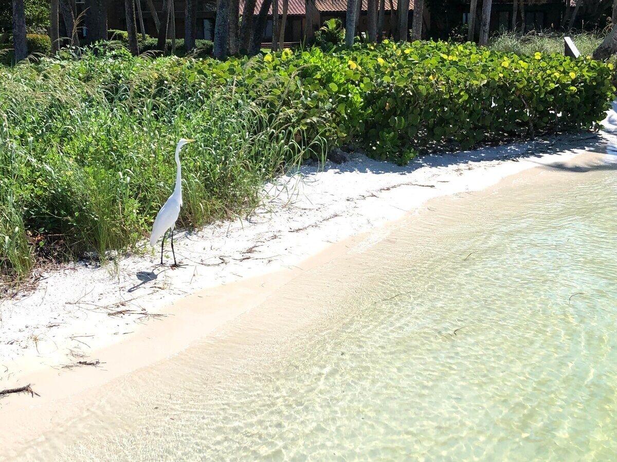 Un oiseau blanc se tient sur une plage de sable fin, au bord d’une eau claire et peu profonde, entouré d’une végétation luxuriante.