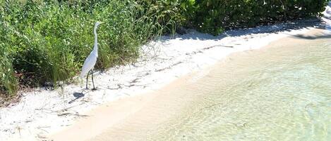 Un oiseau blanc se tient sur une plage de sable fin, au bord d’une eau claire et peu profonde, entouré d’une végétation luxuriante.