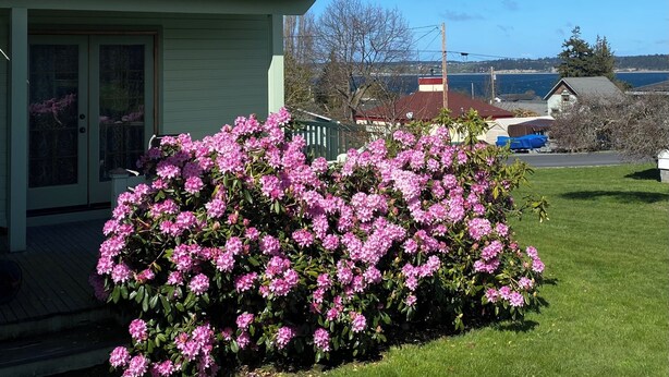 Ein hellgrünes Haus mit Balkon, ein rosa blühender Busch im Vordergrund und im Hintergrund Meer und Hügel.