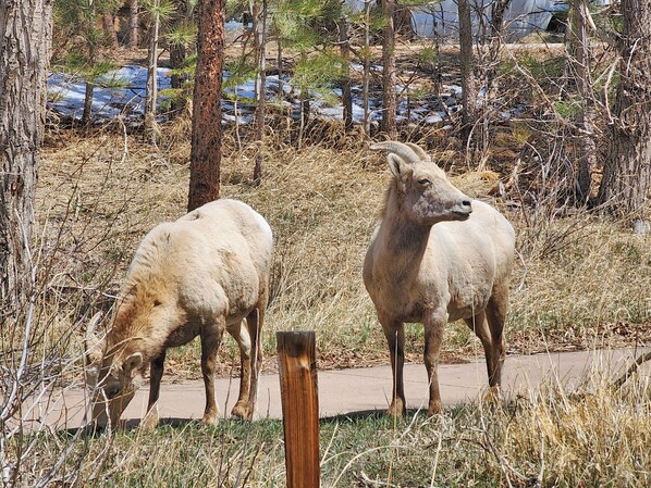 Two bighorn sheep grazing near a paved path surrounded by dry grass and trees.