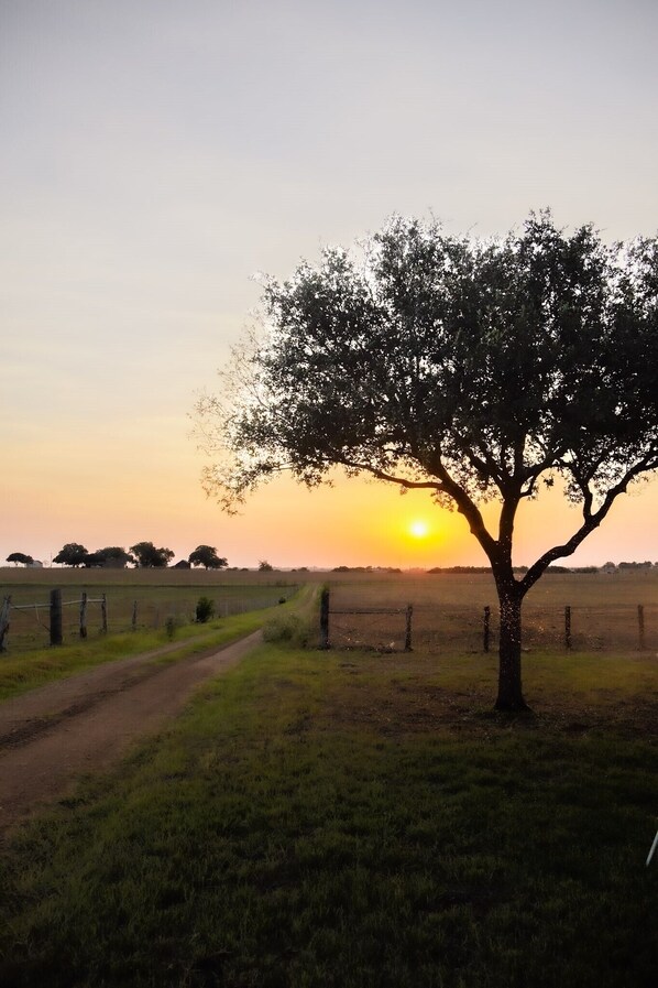 A rural landscape with a dirt path, a tree, and a sunset in the background. - MoonShiner Farm - Shiner TX (Shiner)