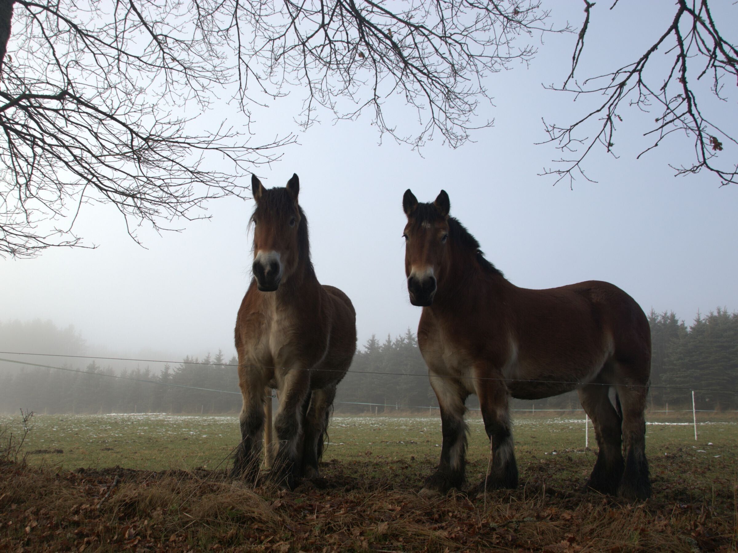 Twee paarden staan in een veld, met een hek op de achtergrond.