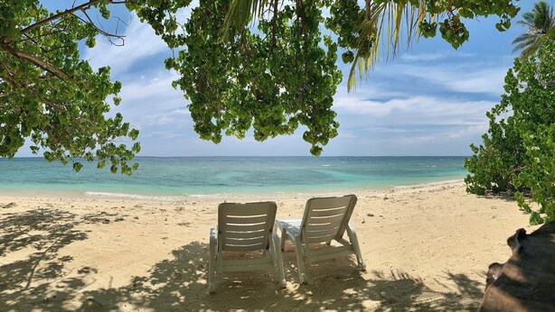 Une plage avec deux chaises sous un arbre, un rivage sablonneux et l’océan.