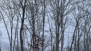 Una casa de dues plantes amb terrassa, envoltada d'arbres i coberta de neu.