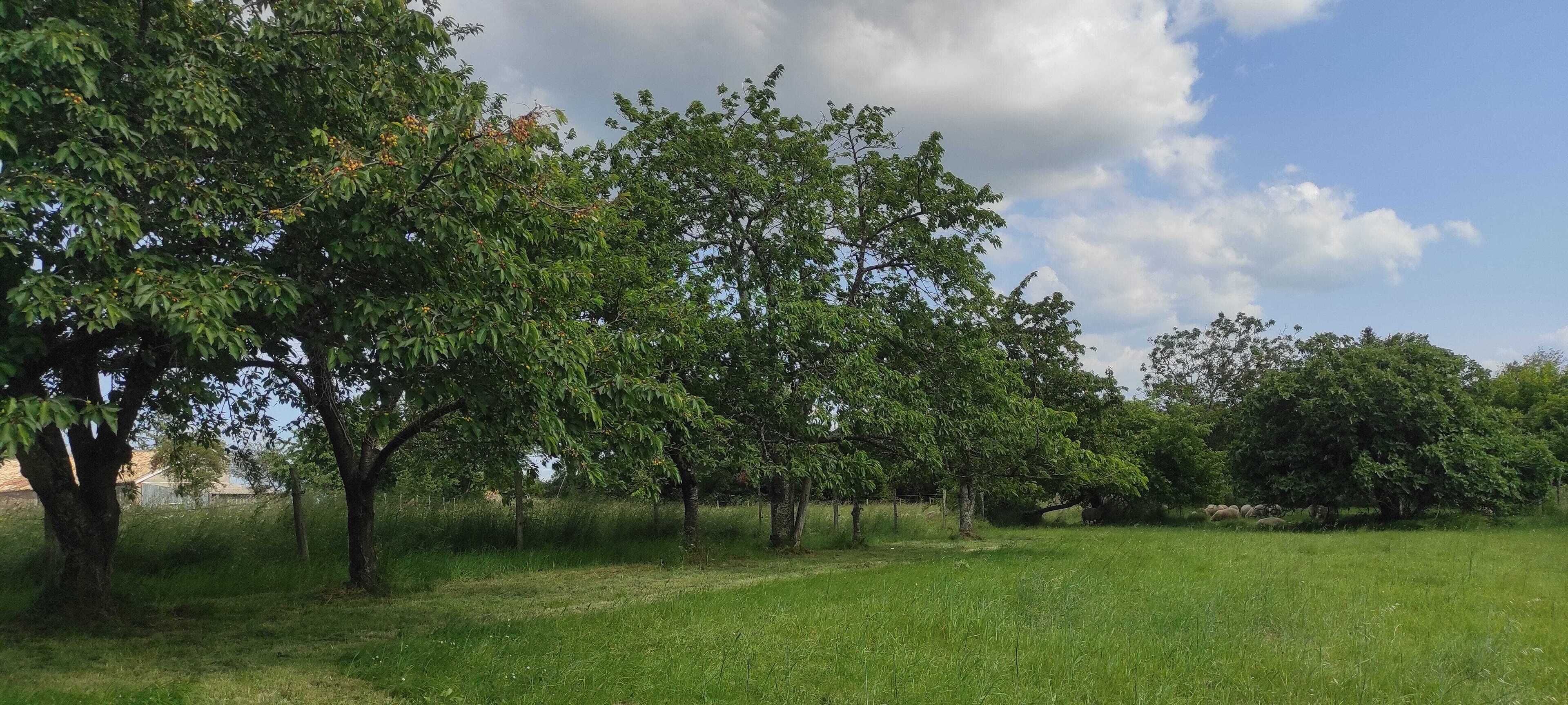 A grassy field with trees and a clear sky.