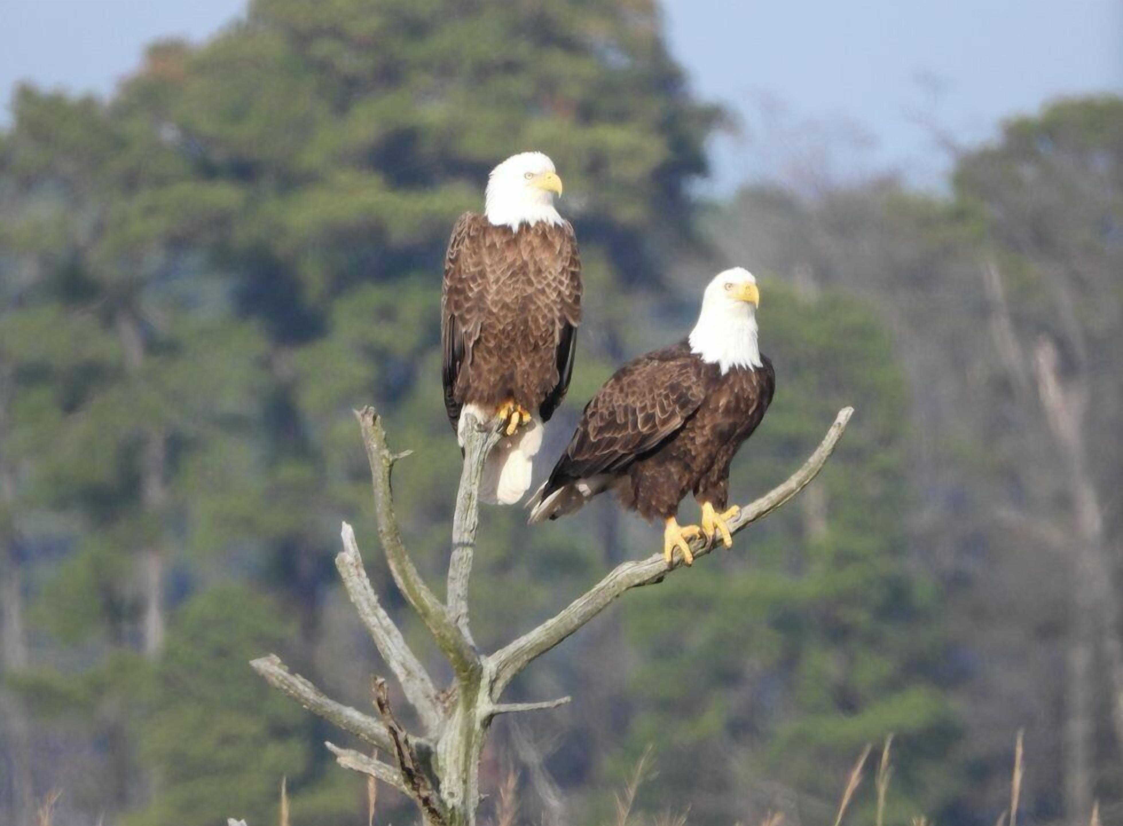 Twee roofvogels, Amerikaanse zeearenden, zitten op een tak met een bebost landschap op de achtergrond.