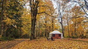 Una iurta en un bosc, amb fulles grogues al terra.