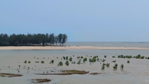 Un paisaje costero con playa arenosa, una hilera de árboles y plantas verdes en el agua.