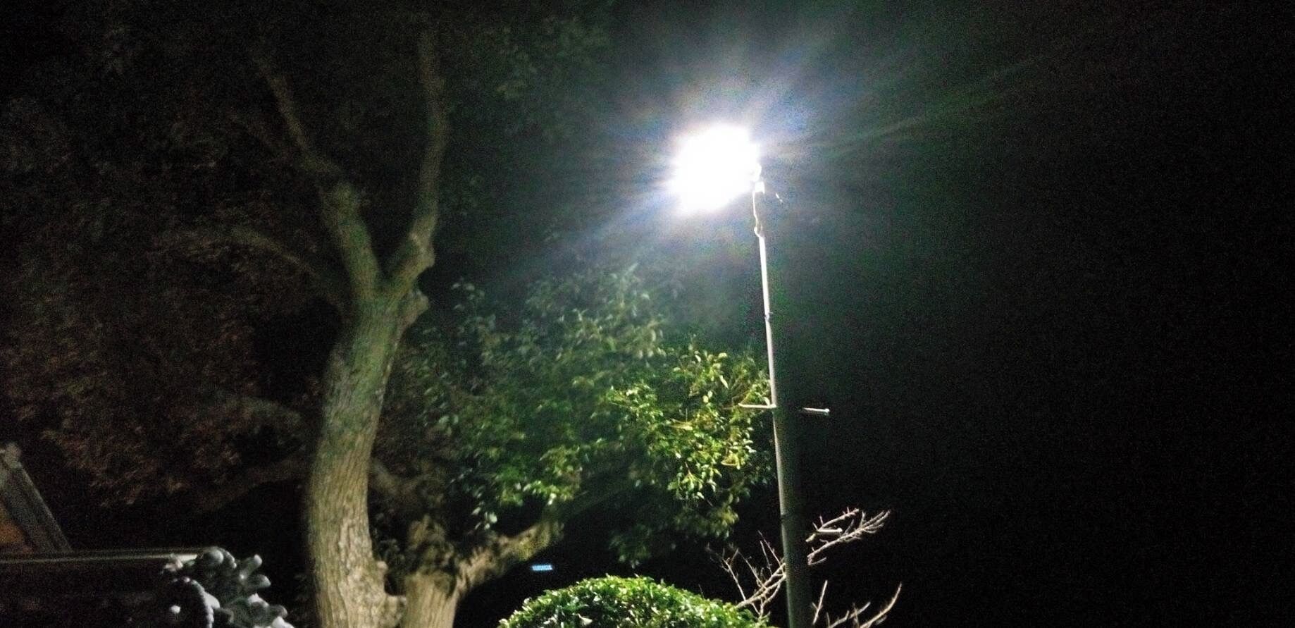 Een straatlamp 's nachts met een boom en begroeiing op de achtergrond.