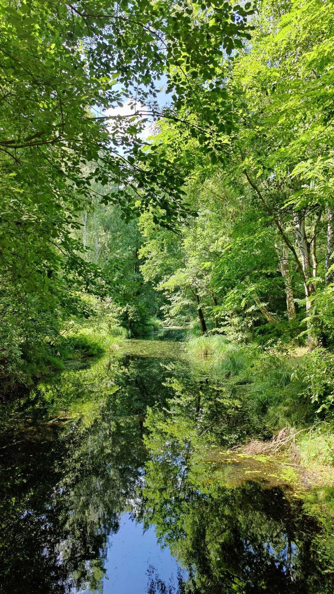 Escena serena de un bosque con un cuerpo de agua tranquila que refleja la vegetación circundante.
