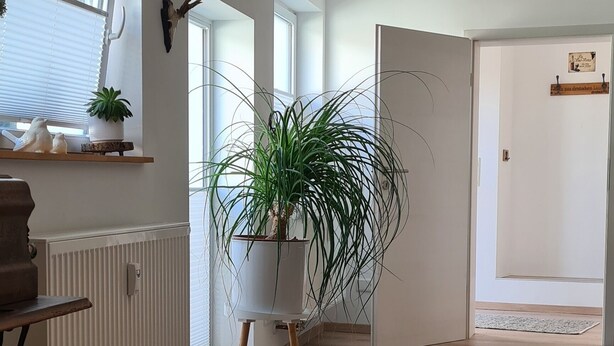 Un hall spacieux doté d’un plancher en bois, d’un radiateur, d’une plante en pot et d’une porte donnant sur une autre pièce.