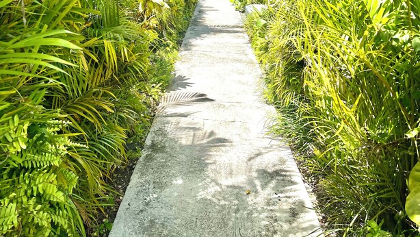 Un vialetto costeggiato da una rigogliosa vegetazione tropicale conduce a un edificio.