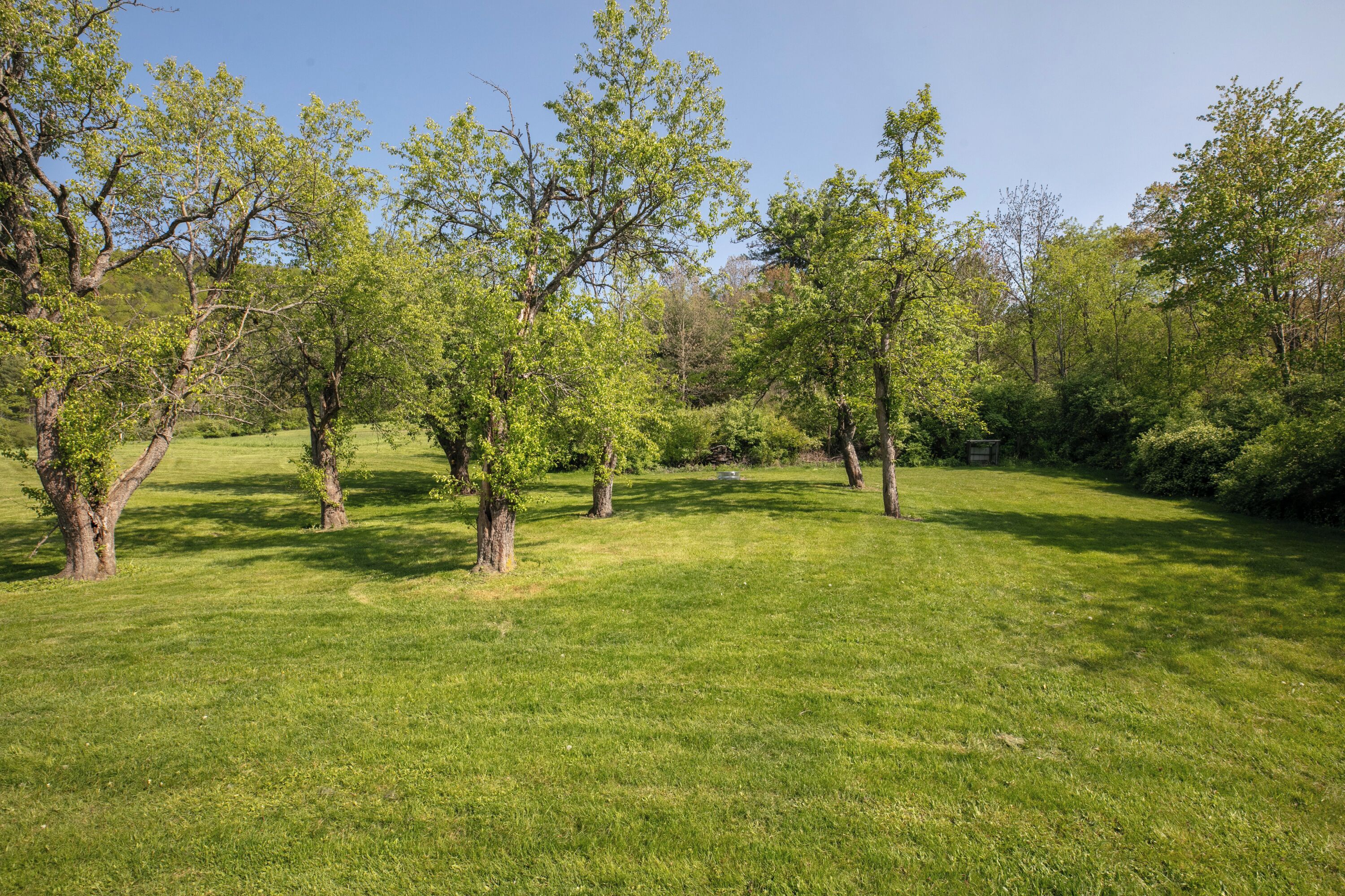 A grassy area with trees and a clear sky.