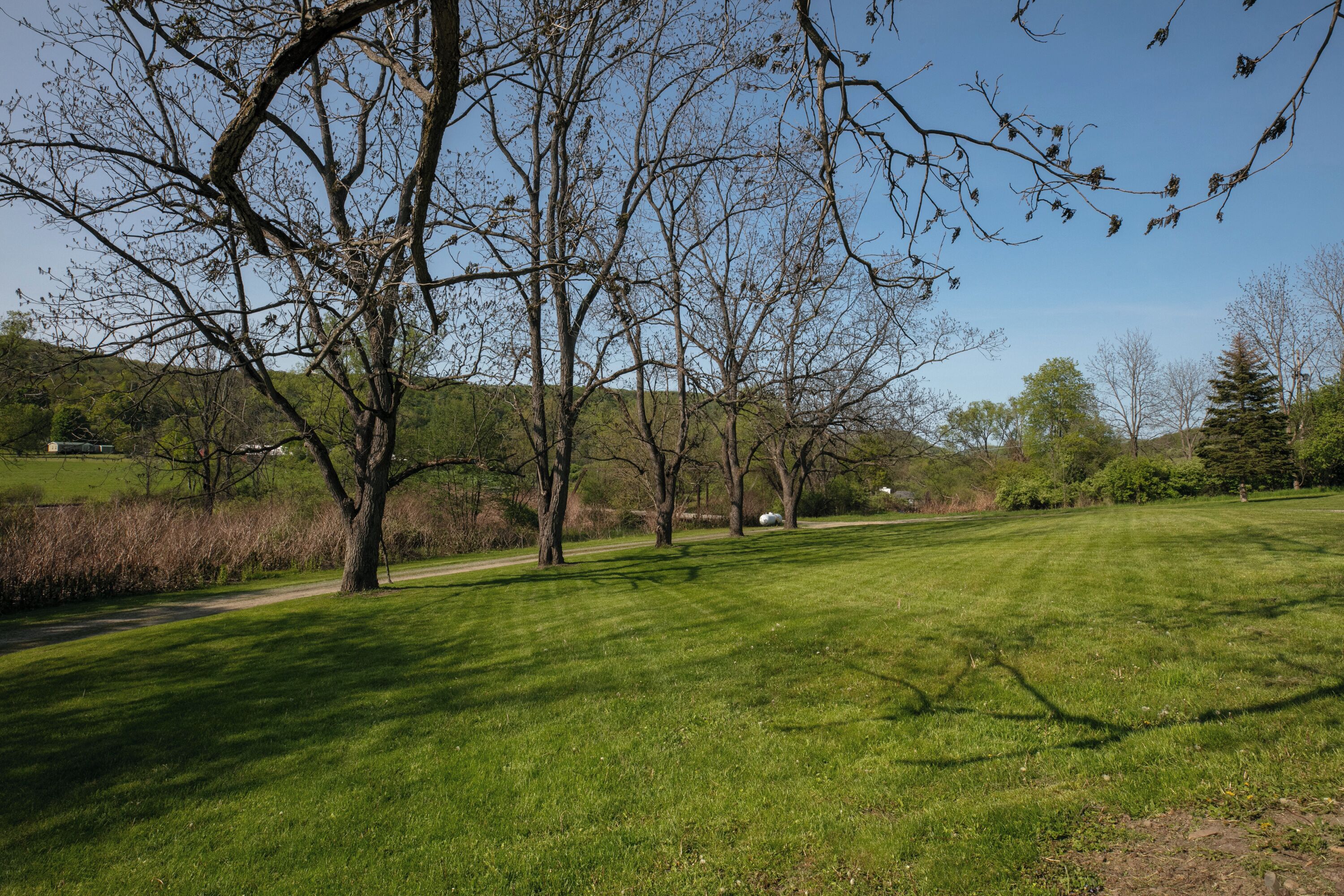 A grassy park with trees and a clear sky.