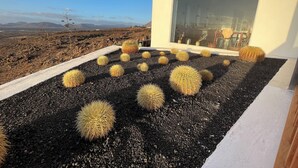 Un giardino pensile con cactus sferici e un edificio moderno con ampie finestre.
