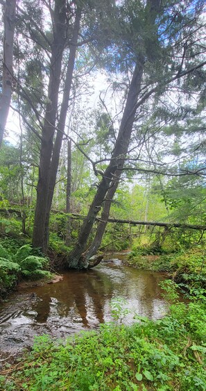 Eine natürliche Landschaft mit einem Bach, Bäumen und dichtem Grün.