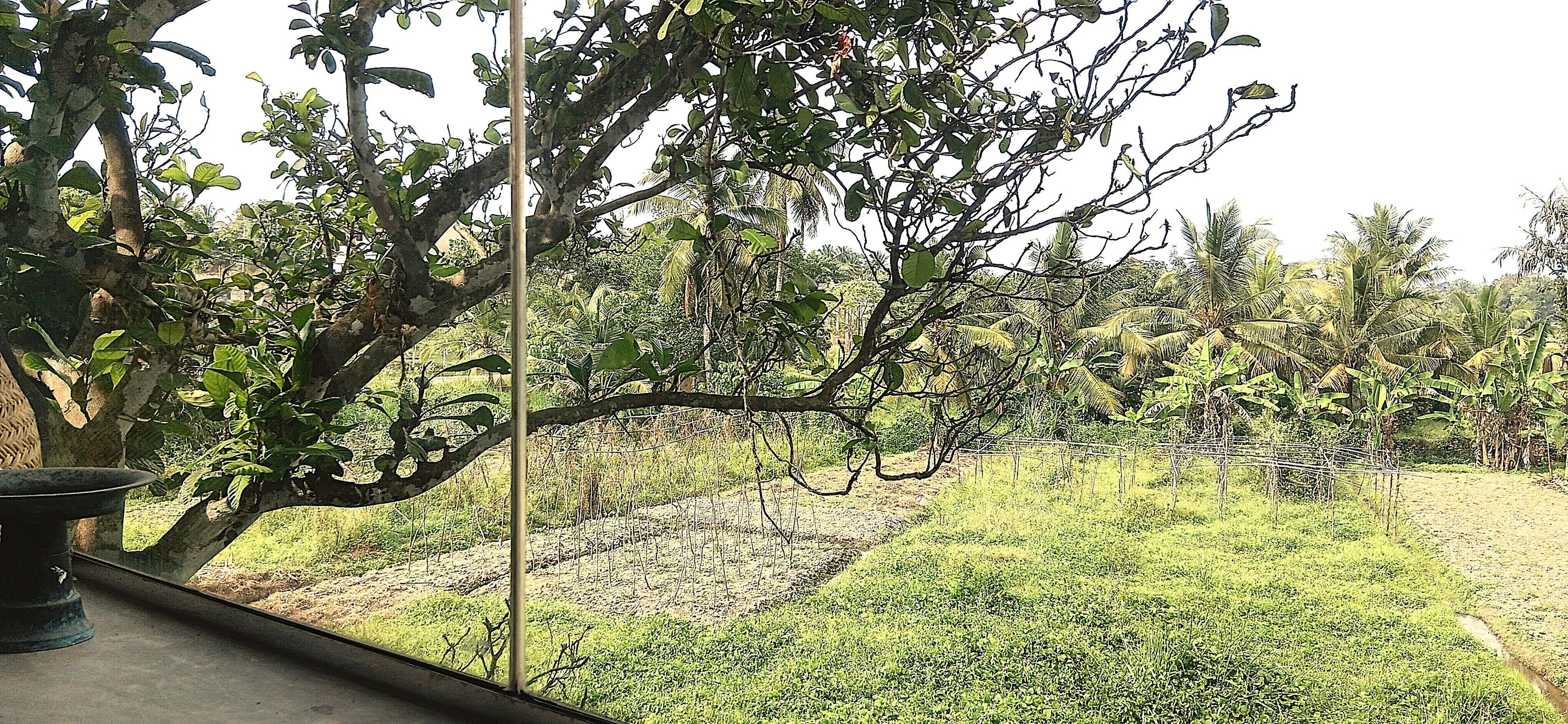 Une vue d’un jardin luxuriant, avec différents arbres et plantes, un chemin en béton et une clôture.
