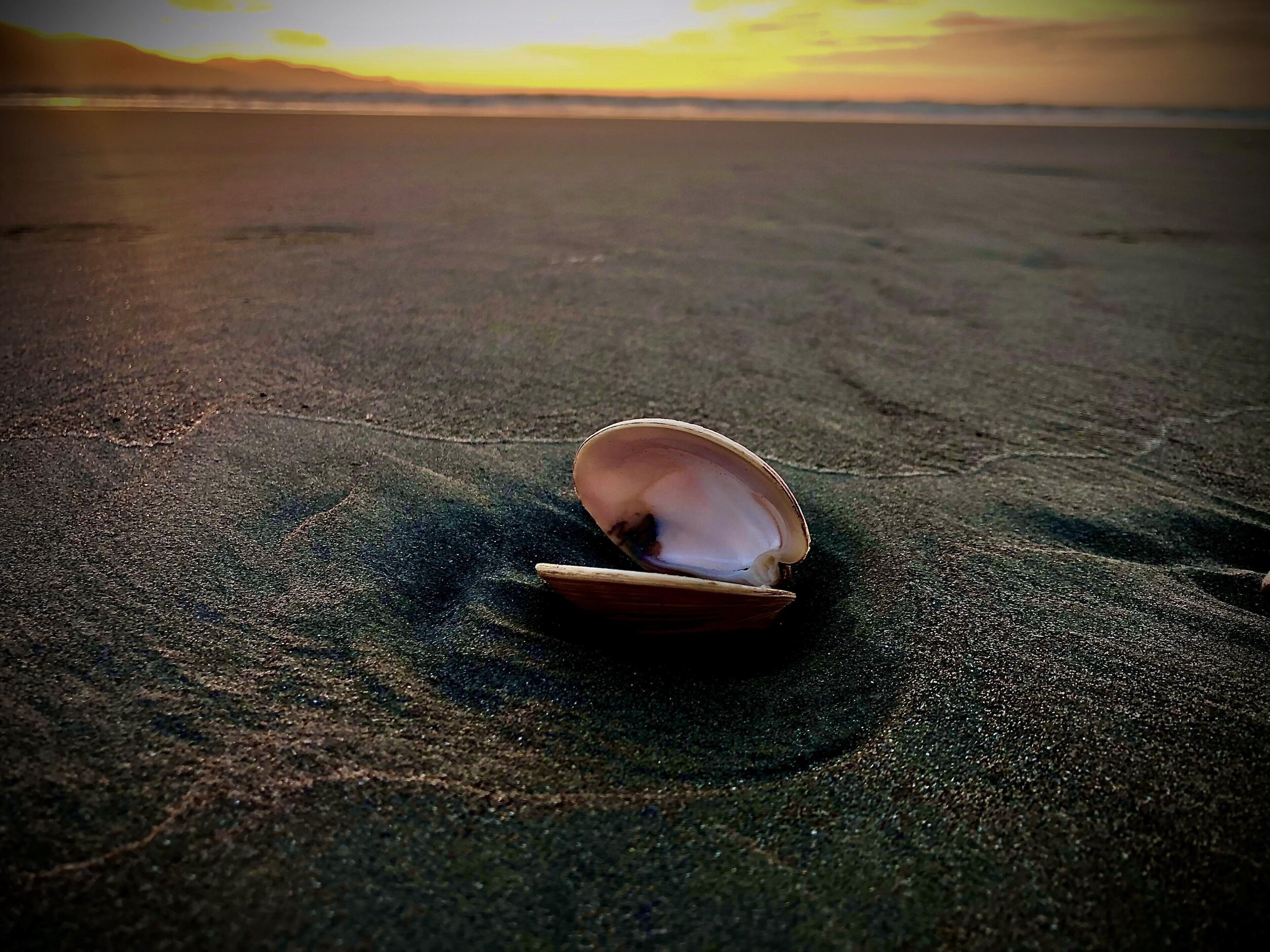 Una concha en una playa arenosa.