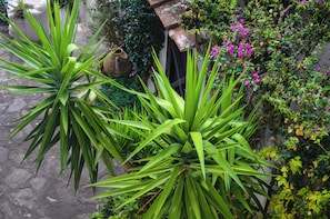 A garden area with large green plants and flowering shrubs. - Positano, Villa Fornillo 84 is an oasis of peace, tranquility and style (Positano)