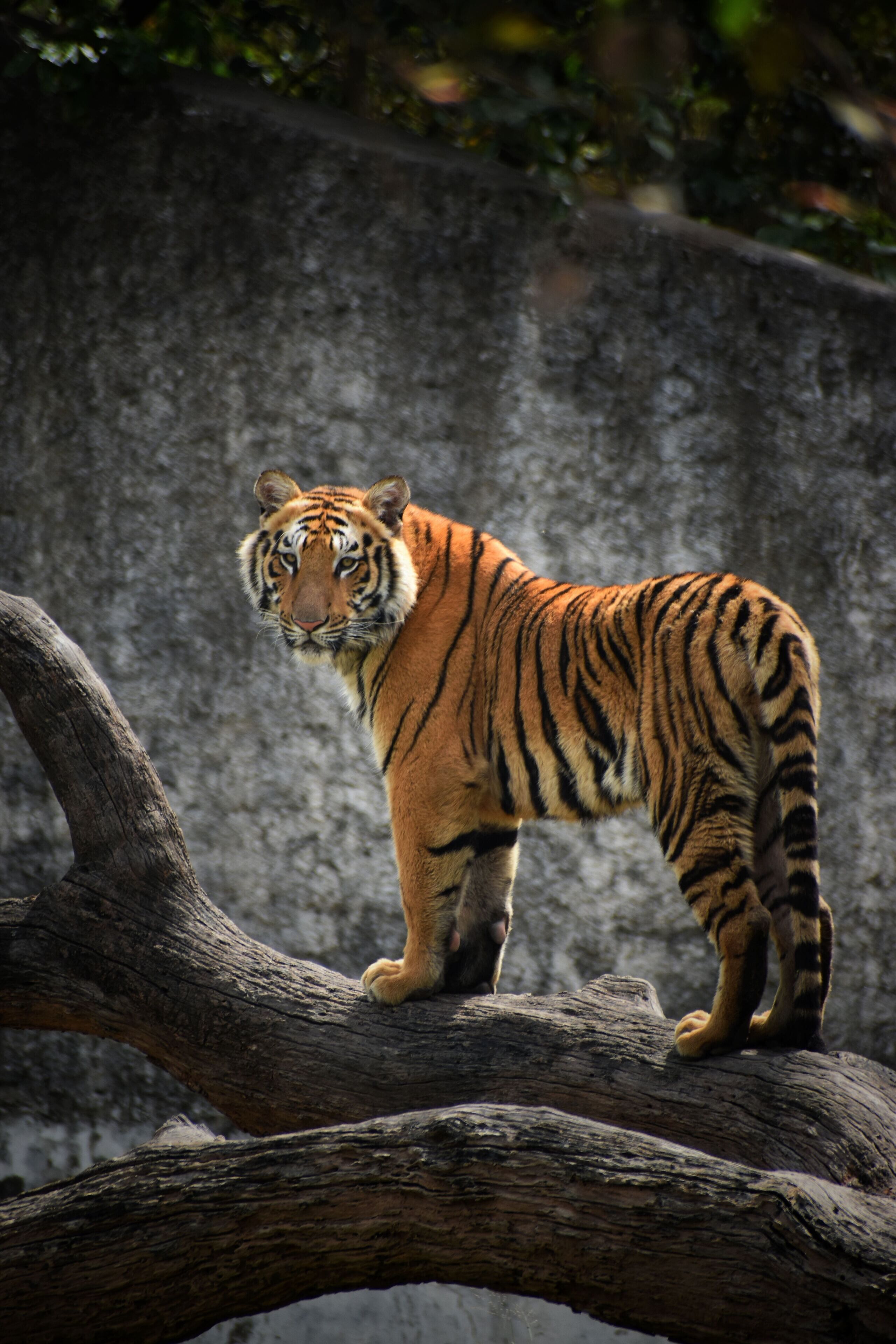A tiger standing on a branch.