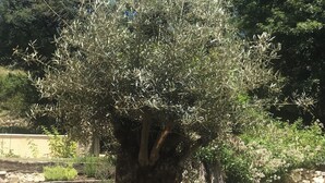 A tree with a thick trunk and dense foliage in a landscaped area with mulch and stone borders. - Moulin Proche Rivière Dans la Campagne Lotoise (Saint-Denis-Catus)