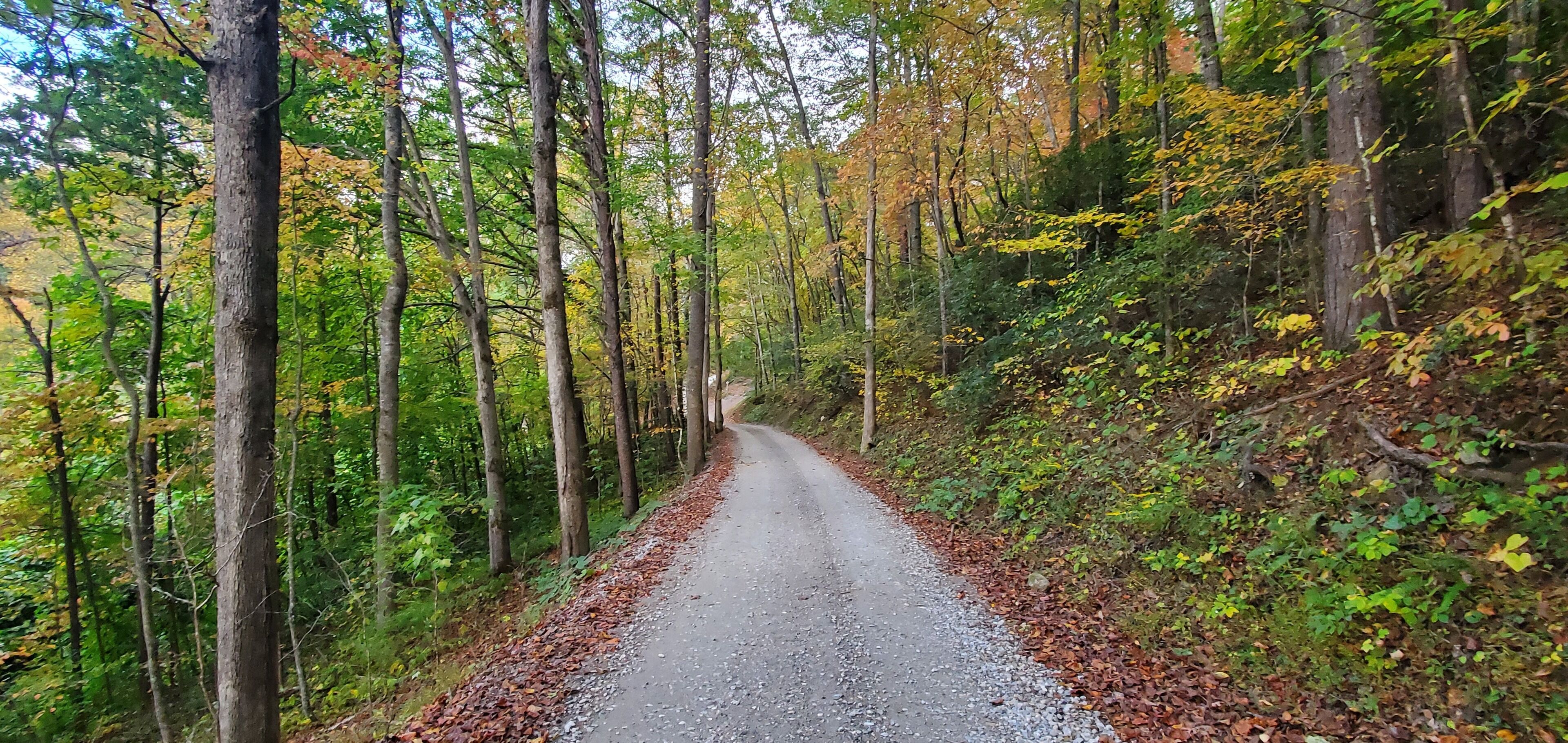 A forest road surrounded by tall trees with autumn foliage.