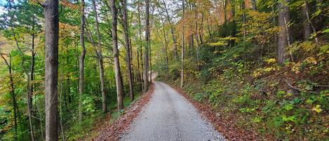 A forest road surrounded by tall trees with autumn foliage.