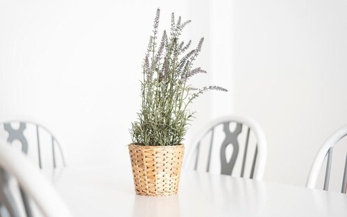 Apartment Chanteiro II