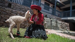 A person in traditional attire sitting on grass with a llama. - Motto by Hilton Cusco (Cusco)